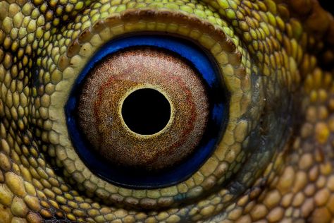 lizard eye | Flickr - Photo Sharing! Reptile Eyes, Animal Psychology, Reptile Eye, Lizard Eye, Animal Close Up, Eye Scream, Regard Animal, Eyes Ideas, Realistic Eye Drawing