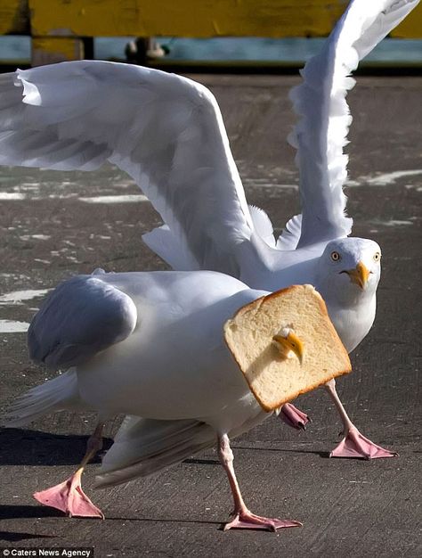 This seagull was left in a sticky situation after stealing a slice of bread off a beach goer Funny Animal Photos, Funny Birds, Wildlife Photos, Silly Animals, Bird Photo, Funny Animal Pictures, Animal Photo, 귀여운 동물, Animal Memes