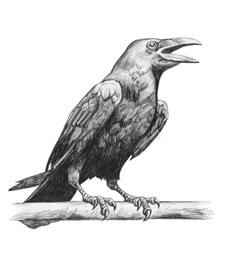 Pencil drawing of raven stock illustration Raven Pictures, Crows Drawing, Crow Tattoo Design, Raven And Wolf, Raven Bird, Crow Art, Raven Art, Crows Ravens, Outline Drawings