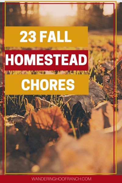 Fall Homemaking, Simple Homesteading, Fall Homestead, Homestead Plans, Start Homesteading, Homestead Inspiration, Backyard Homesteading, Homestead Skills, Homestead Animals