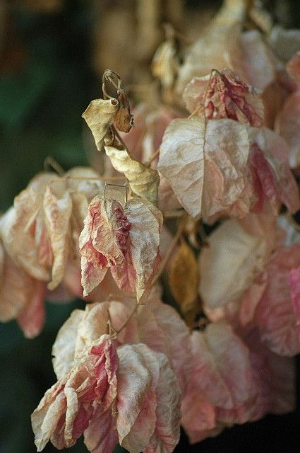 Billy Kidd, Purple Home, Colorful Roses, Bougainvillea, Natural Forms, Pink And Yellow, Faded Glory, How Beautiful, Pink And White