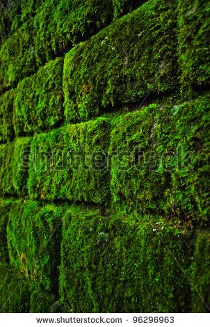 Brick wall overgrown with beautiful green moss Moss Brick Wall, Brick And Moss Walkway, Grass Wall Bedroom, Moss Cement Wall, Mossy Brick Wall, Wall Paneling Makeover, Moss Growing On Wall, Moss Logo Wall, Moss Grass