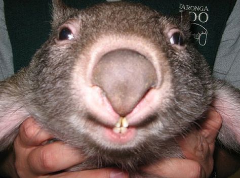 Cute Wombat, Baby Wombat, Aussie Animals, Australian Style, Adorable Pictures, Australia Animals, Baby Sloth, Australian Animals, Silly Animals