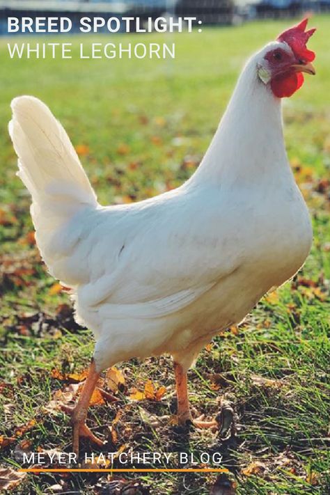 Learn more about the White Leghorn over on our blog's breed spotlight! White Leghorn Chickens are one of the top egg-producing breeds, often laying 300 or more large white eggs per year or 5+ per week! Leghorn Hen, White Leghorn Chicken, Leghorn Rooster, Leghorn Chicken, Ameraucana Chicken, Leghorn Chickens, Coturnix Quail, Giant Chicken, Meat Birds