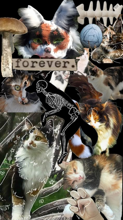 Therian calico cat background!! #therianbackground Therian Wallpaper Cat, Therian Wallpaper Calico Cat, Therian Background, Calico Cat Aesthetic, Therian Mask Ideas Calico Cat, Calico Cat Therian Mask, Therian Cat, Cats Collage Wallpaper, Cat Therian