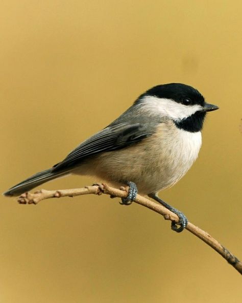 Carolina Chickadee Chickadee Illustration, Bird Photos Photography, Carolina Chickadee, Lady Bird Lake, Bird Stencil, Sunflower Pictures, Grey Dog, Canvas Painting Designs, Wood Bird