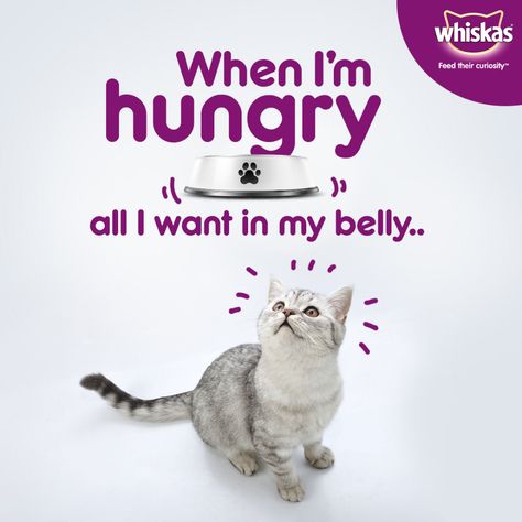 Behance 上的 Creatives for Whiskas (under JITBW) Advertising Typography, Happy Facts, Pet Advertising, Food Shoot, Gudi Padwa, Veterinary Medicine, Creative Instagram Stories, Design Advertising, Graphic Design Advertising