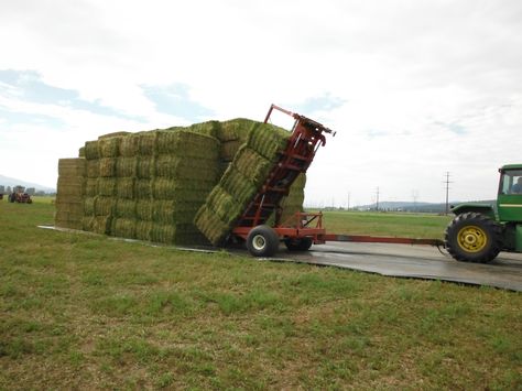 Welcome to Lucerne Alfalfa Hay Bales for sale Co ltd, Farmers and suppliers in Animal feeds for sale, Lucerne Alfalfa hay bales for sale, Lusern te koop since 2004. Lucerne Alfalfa hay is ideal Horse feed (Lusern is ideale Perde voer). We are the best Alfalfa Hay manufacturers, Alfalfa Hay suppliers, Alfalfa Hay producers, Alfalfa Hay exporters, Horse feed with other Animal feeds for sale. Lucerne Alfalfa Hay Bales is committed to excellence in producing premium, We grow, cut, bale, store, ma Hay Farming, Alfalfa Hay, Straw Bales, Horse Feed, Hay Bales, Lucerne, Animals