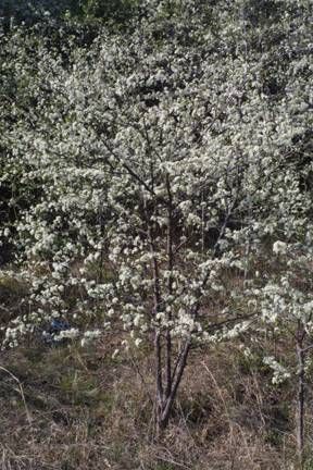 Prunus angustifolia chickasaw plum Chickasaw Plum, Edible Ferns, Hedge Ideas, Florida Winter, Plant Care Instructions, Sandy Soil, Herbaceous Perennials, Red Fruit, Exotic Plants