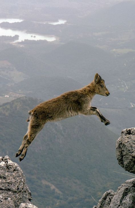 An amazing photo capturing the moment a mountain goat jumps off a ridge. Mountain Goats Climbing, Spain Photography, Mountain Goat, Wildlife Art, Nature Animals, Animals Friends, Beautiful Creatures, Animal Kingdom, Animal Photography