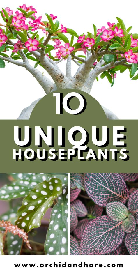 Unusual Houseplants, Growing Vegetables Indoors, Popular House Plants, Easy House Plants, Tattoo Plant, Unique Houseplants, Indoor Plant Care, Tree Tree, Best Indoor Plants