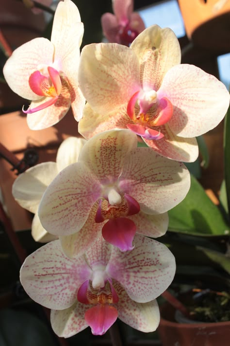 Pretty Pink and White Blooms Orchid Aesthetic Flower, Orchid Aesthetic, Aesthetic Orchid Flowers, White Orchid Aesthetic, Pink And White Orchids, Light Pink Orchid Bouquet, Nothing But Flowers, Flower Therapy, Beautiful Bouquet Of Flowers