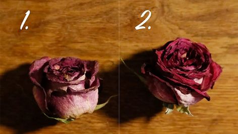 Rosen haltbar machen: 5 tolle Methoden zum Rosen trocknen