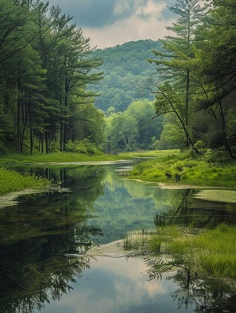 Monongahela National Forest, National Forest, West Virginia, Virginia, Favorite Places, Forest