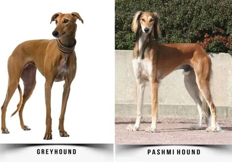 15 Dogs That Look Like Greyhounds - PetHelpful Italian Dogs, Ancient Dogs, Rabbit Hunting, Ancient Dog Breeds, Hunter Dog, Athletic Dogs, Ibizan Hound, Pharaoh Hound, Loyal Dogs