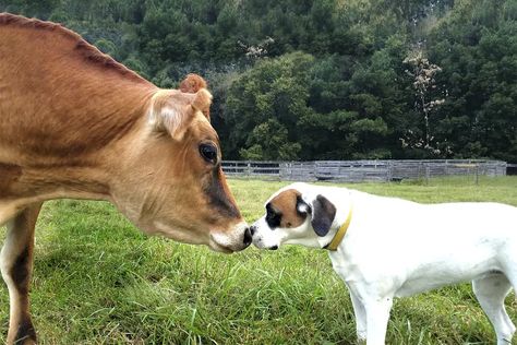 Livestock Auction, St Bernard Mix, Pot Belly Pigs, Farm Sanctuary, Animal Sanctuary, A Cow, Two Dogs, Beloved Dog, Reading Material