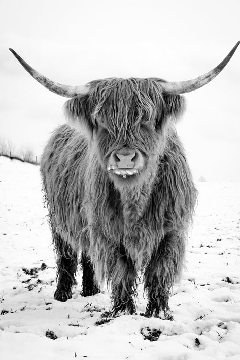 Black And White Highland Cow Print, Highland Cow Background, Highland Cow Face, Highland Cow Tattoo, Cow Pics, Highland Cow Pictures, Highland Bull, Highlander Cow, Cow Prints