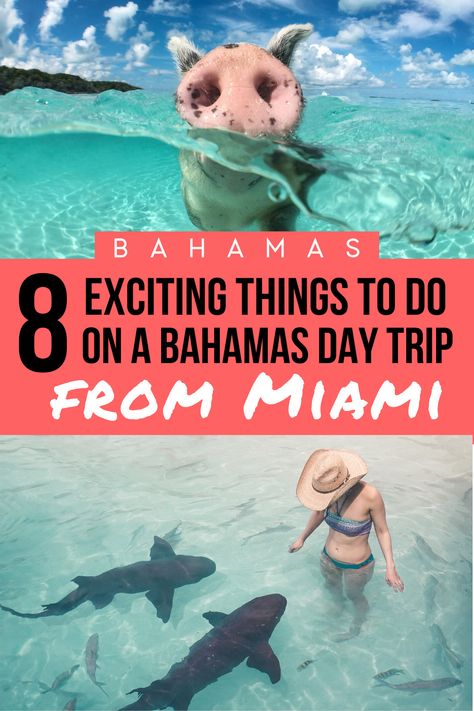 Miami To Bahamas Day Trip, Pigs In Bahamas, Thunderball Grotto, Trip To Bahamas, Bahamas Pigs, Swimming With Pigs, Bahamas Travel Guide, Pink Sand Beaches, Pig Beach