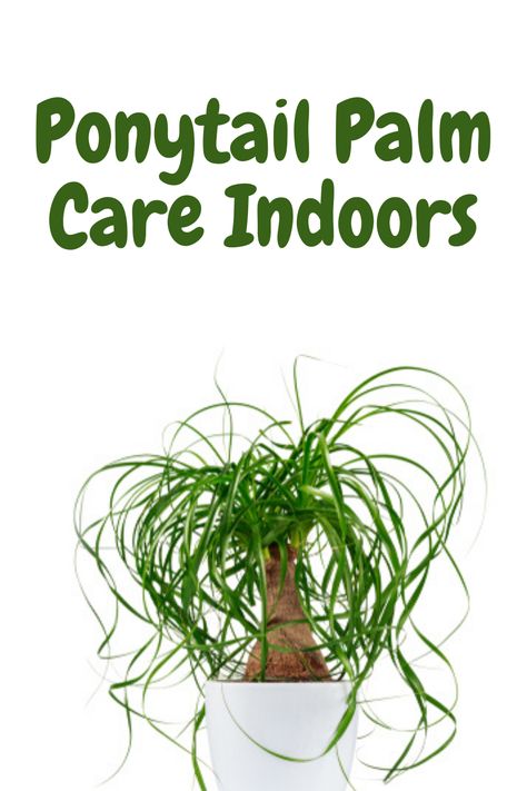 How To Take Care Of A Pony Tail Palm, Palm Care Indoor, Ponytail Palm Care, Ponytail Plant, Palm Plant Care, Aloe Vera Plant Indoor, Plumeria Care, Anthurium Care, Ponytail Palm