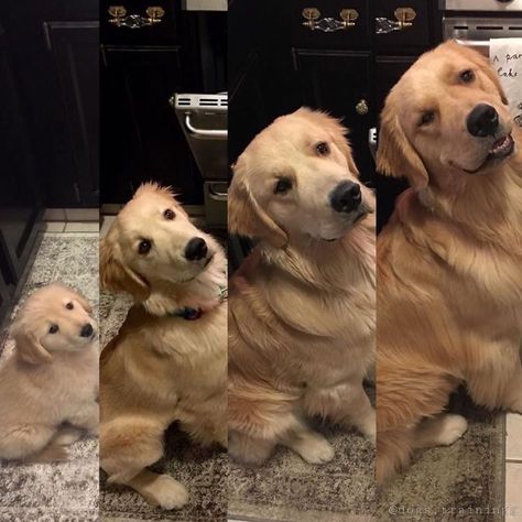 Why do they grow up so fast?  #puppy #dogs #doglife Transformation Photography, Year Transformation, Cat Smile, They Grow Up So Fast, Good Boy, Pet Hacks, Dogs Golden Retriever, Kitten Cat, Retriever Dog