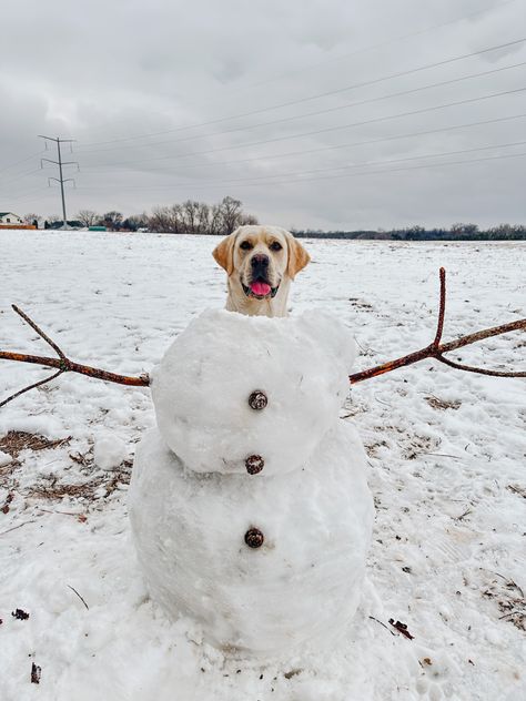 Snow Pictures With Dogs, Photo Dog Ideas, Snow Dog Photography, Dog Christmas Photoshoot Ideas, Dogs Christmas Pictures, Dog Christmas Photo Ideas, Winter Photoshoot With Dog, Winter Dog Photoshoot, Christmas Dog Ideas