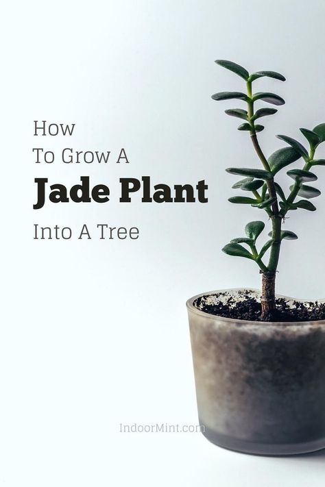 Jade Plant Pruning, Jade Plant Bonsai, Jade Bonsai, Grafting Plants, Jade Tree, Lucky Plant, Beautiful Terrariums, Jade Plant, Planting Hydrangeas