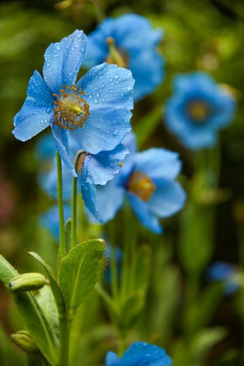 Himalayan Blue Poppy Flower, Himalayan Flowers, Blue Poppy Flower, Himalayan Poppy, Himalayan Blue Poppy, Wounded Healer, Semper Fidelis, Blue Poppy, Poppy Flower