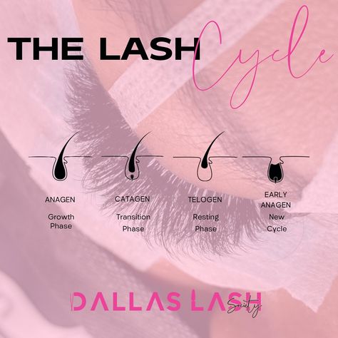 The Lash Cycle is a fascinating process that involves several distinct stages. Each eyelash goes through a natural cycle of growth, rest, and shedding, much like the hair on your head. The cycle consists of three main phases: anagen, catagen, and telogen. During the anagen phase, the lash is actively growing. This phase can last anywhere from 30 to 45 days. The length of this phase determines the length of the lash. Next, the catagen phase, also known as the transition phase, begins. This is ... Lash Cycle, Lash Growth, Your Head, Eyelashes, Lashes, Hair, Quick Saves