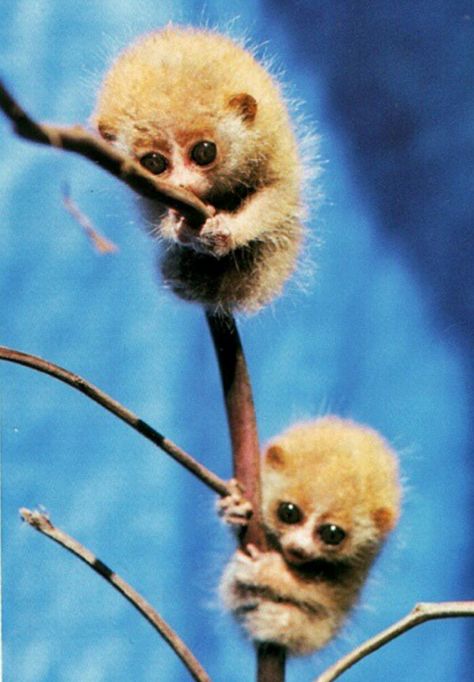 Baby loris - just a pix is enough to make me squeal. Slow Loris, Small Animals, Cute Animal Pictures, Primates, Cute Creatures, Sweet Animals, Animal Planet, Animal Photo, Cute Little Animals