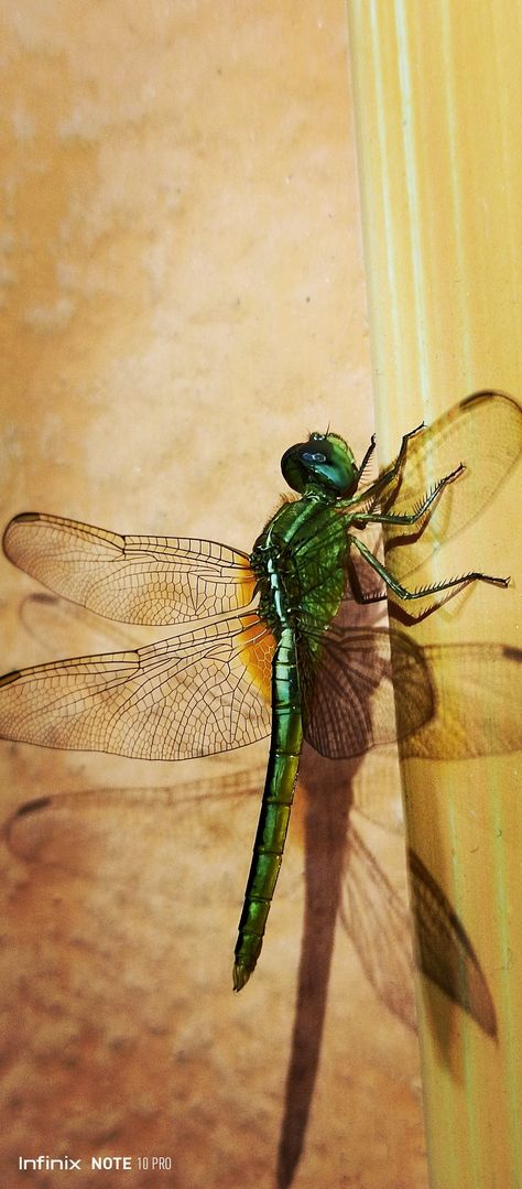 Dragonfly Wallpaper Iphone, Dragonfly Aesthetic, Adriana Core, Dragonfly Wallpaper, Mastectomy Tattoo, Ap Drawing, Beautiful Dragonfly, Damselflies, Dragon Flies