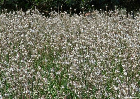 Field of Asphodel flowers The Whispering Dark, Asphodel Meadows, King Of Shadows, King Hades, Underworld Goddess, Greek Underworld, Temple Of Artemis, Children Of The Sea, Gods Of Olympus