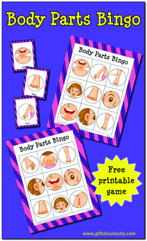 Body Parts Bingo Game | free printable human body activity for preschoolers | free printable human body activity for toddlers | #humanbody #bingo #freeprintable #giftofcuriosity || Gift of Curiosity Preschool Body Theme, French Body Parts, Human Body Crafts, Body Parts Preschool Activities, Body Parts For Kids, Human Body Worksheets, Body Preschool, Human Body Activities, Body Parts Preschool