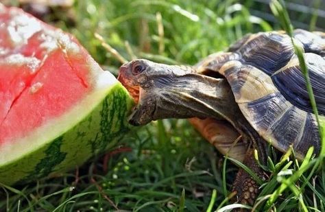 Turtle Eating, Pictures Of Turtles, Eating Pictures, Animal Eating, Eating Watermelon, Funny People Pictures, Turtles Funny, Box Turtle, Big Animals