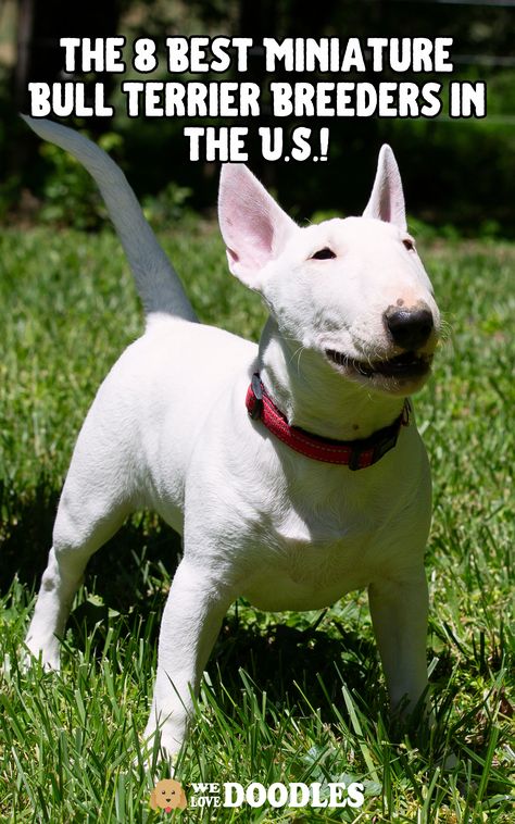 Miniature Bull Terriers are mischievous little puppies, but they’re great family pets. The dogs are affectionate and make good companions to seniors and playmates to children. While they prefer to be “only children,” it’s possible to add a Miniature Bull Terrier to your family even if you have other pets. Miniature English Bull Terrier, Mini Bull Terrier, Bull Terrier Puppies, Mini Bull Terriers, Miniature Bull Terrier, Unique Dog Breeds, Bull Terrier Puppy, Beautiful Dog Breeds, English Bull Terriers