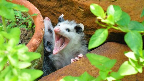 Keep Possums Out Of Your Yard With A Handy Garden Vegetable - House Digest Garden Vegetable, Garden Maintenance, Amazing Gardens, Vegetable Garden, Repellent, Garden Plants, Yard, Plants, Animals