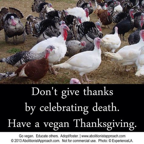 Vegan quotes Turkey Breeds, Bronze Turkey, Raising Turkeys, Turkey Farm, Turkey Bird, Hatching Eggs, Wild Turkey, Turkey Feathers, Vegan Thanksgiving