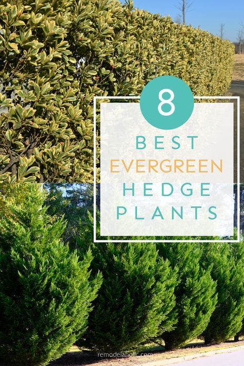 When you're looking to add privacy, create a border, or add height to your landscaping, you need a hedge! These 8 best evergreen hedge plants for your yard are versatile and beautiful shrub options all year long. Layered Hedge Landscaping, Evergreen Trees For Privacy, Fast Growing Privacy Shrubs, Hedges Landscaping, Cedar Hedge, Hedge Trees, Laurel Hedge, Colorful Shrubs, Hornbeam Hedge