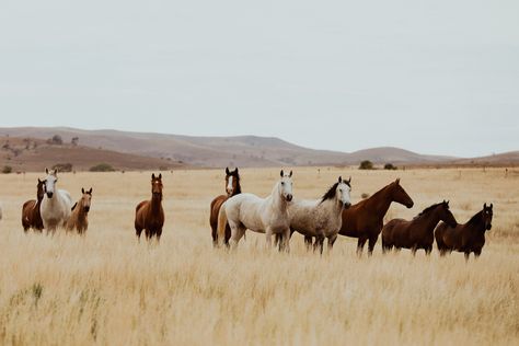 Laptop Western Wallpaper, Country Macbook Wallpaper, Horse Aesthetic Wallpaper, Western Desktop Wallpaper, Aesthetic Horse Riding, Horse Background, December Wallpaper, Winter Horse, Equestrian Aesthetic