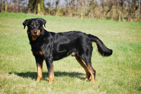 French Beauceron - Overhill Kennels French Shepherd, Herding Dogs, Types Of Dogs, Dog Drawing, Shepherd Dog, Beautiful Dogs, German Shepherd, Dog Breeds, Dog Cat