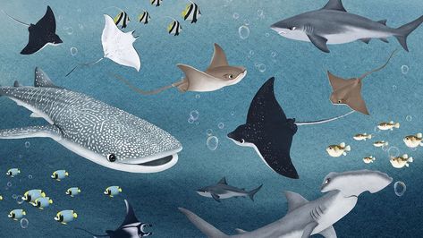 Animals Desktop Wallpaper, Whale Shark Wallpaper, Hd Wallpaper Cute, Shark Background, Shark Wallpaper, Sea Life Wallpaper, Shark Painting, Shark Illustration, Fish Background