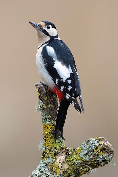 Downey Woodpecker, Birds Photos, Great Spotted Woodpecker, Chirping Birds, Spotted Woodpecker, Amazing Birds, British Birds, Woodpeckers, Birds Nest