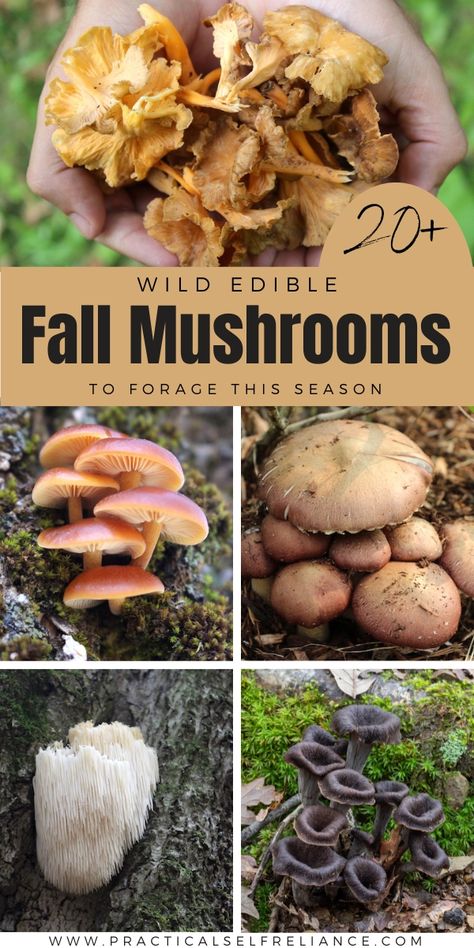 Puffball Mushroom, Edible Wild Mushrooms, Wild Mushroom Recipes, Mushroom Guide, Cauliflower Mushroom, Growing Mushrooms At Home, Mushroom Identification, Mushroom Species, Mushroom Varieties