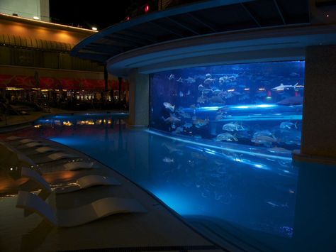 Giant Aquarium, Indoor Swim Spa, Outdoor Swim Spa, Swim With Sharks, Fish Pool, Foto Top, Golden Nugget, Modern Ranch, Swim Spa