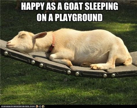 #goatvet likes this photo of a sleeping goat Goat Sleeping, Totes Ma Goats, Happy Goat, Boer Goats, Charity Gifts, Dairy Goats, Nature Tour, Farm Baby, A Goat