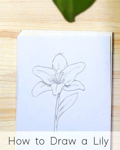 How to Draw Flowers: Step by Step Tutorials for Beginners - JeyRam Spiritual Art How To Draw Lilies Step By Step, Drawing Lily Flower, Draw A Flower Step By Step, How To Draw A Lily Flower, How To Draw Lilies, How To Draw A Lily, 3d Flower Drawing, Fineliner Flowers, Step By Step Flower Drawing