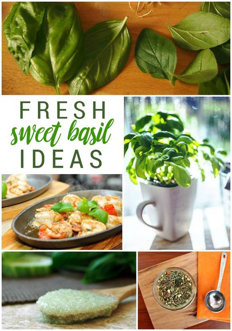 What to do with fresh basil. Recipes using fresh basil. Basil Growing, Herbs Healing, Fresh Basil Recipes, Fresh Herb Recipes, Cooking With Fresh Herbs, Garden Tricks, Homestead Recipes, Preserving Herbs, Growing Basil