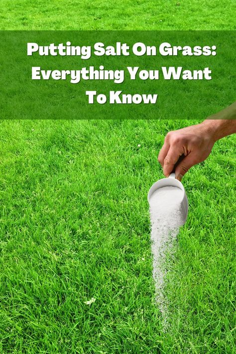 Putting Salt On Grass: Everything You Want To Know Kill Grass, Grasses Landscaping, Garden Guide, Yard Work, Planting Vegetables, The Grass, Summer Day, Vegetable Garden, Outdoor Gardens