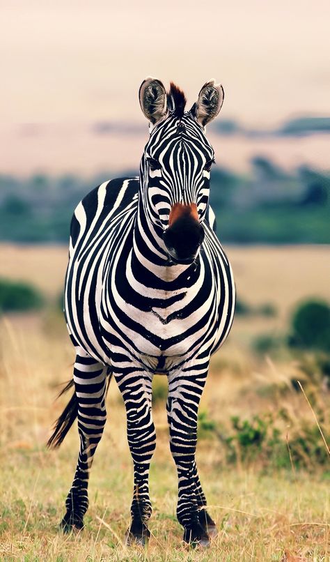 Zebra Aesthetic, African Animals Photography, African Wildlife Photography, Plains Zebra, Zebra Wallpaper, Wallpaper Animals, Africa Wildlife, Animal Print Wallpaper, Zebras Animal