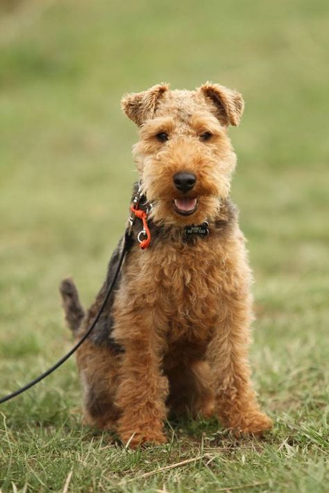 Rainey17 Terrier Mix Breeds, Sealyham Terrier, Welsh Terrier, Terrier Puppies, Airedale Terrier, Farms Living, Family Affair, Terrier Mix, Mixed Breed