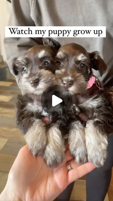 Mini Snauzer, Brown Schnauzer, Black Mini Schnauzer, Teacup Schnauzer, Schnauzers Funny, Schnauzer Cut, Schnoodle Puppy, Schnoodle Dog, Toy Schnauzer